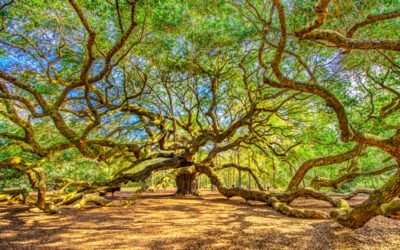 Moving to Johns Island, South Carolina: Helpful Local Resources for Lowcountry Homeowners